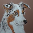 Australian Shepherd