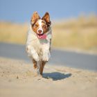 Australian Shepherd