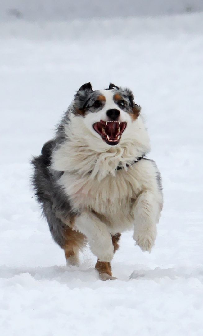 Australian Shepherd