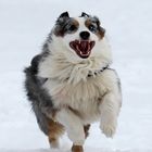 Australian Shepherd