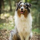 Australian Shepherd | Finn