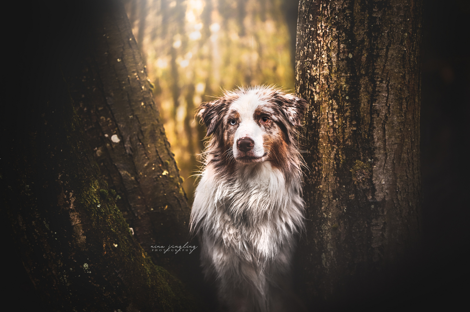 Australian Shepherd Fly