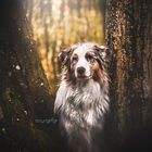 Australian Shepherd Fly