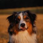 Australian Shepherd Frodo