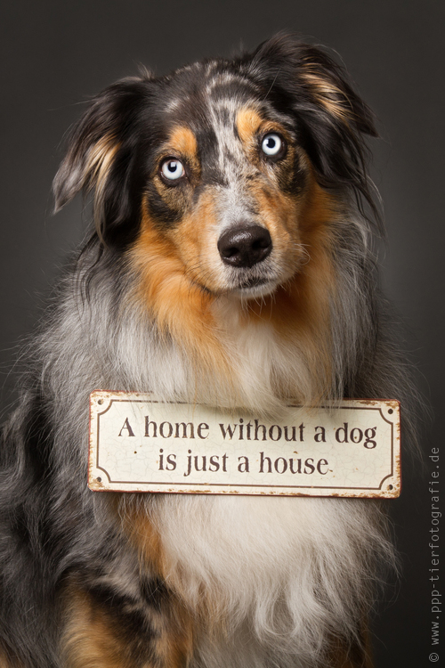 Australian Shepherd Gibby im Studio