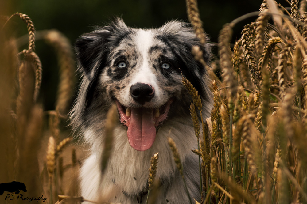 Australian Shepherd im Feld