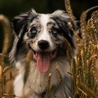 Australian Shepherd im Feld