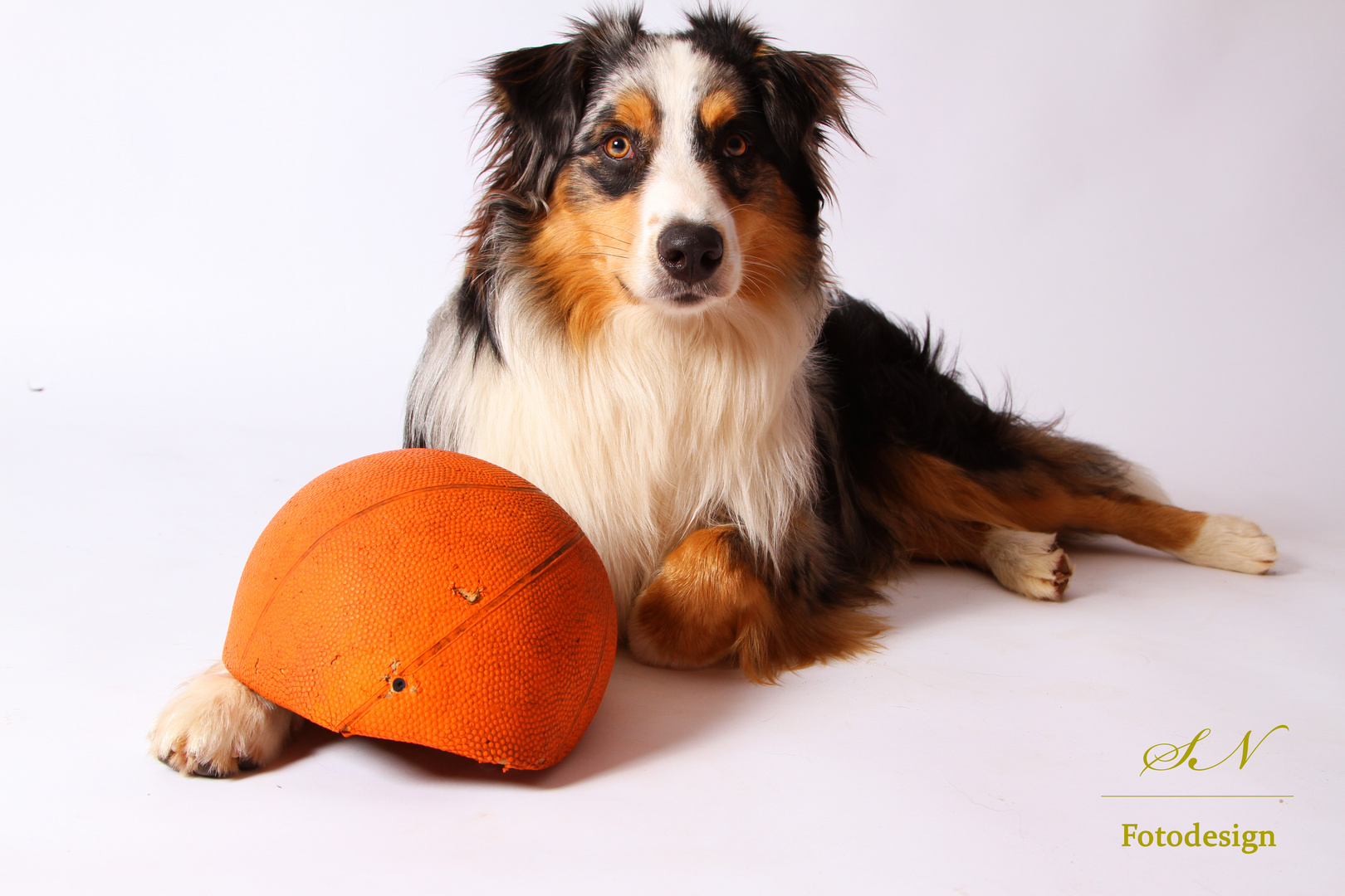 Australian Shepherd im Fotostudio