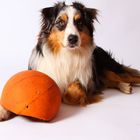 Australian Shepherd im Fotostudio