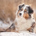 Australian Shepherd im Glitzerschnee