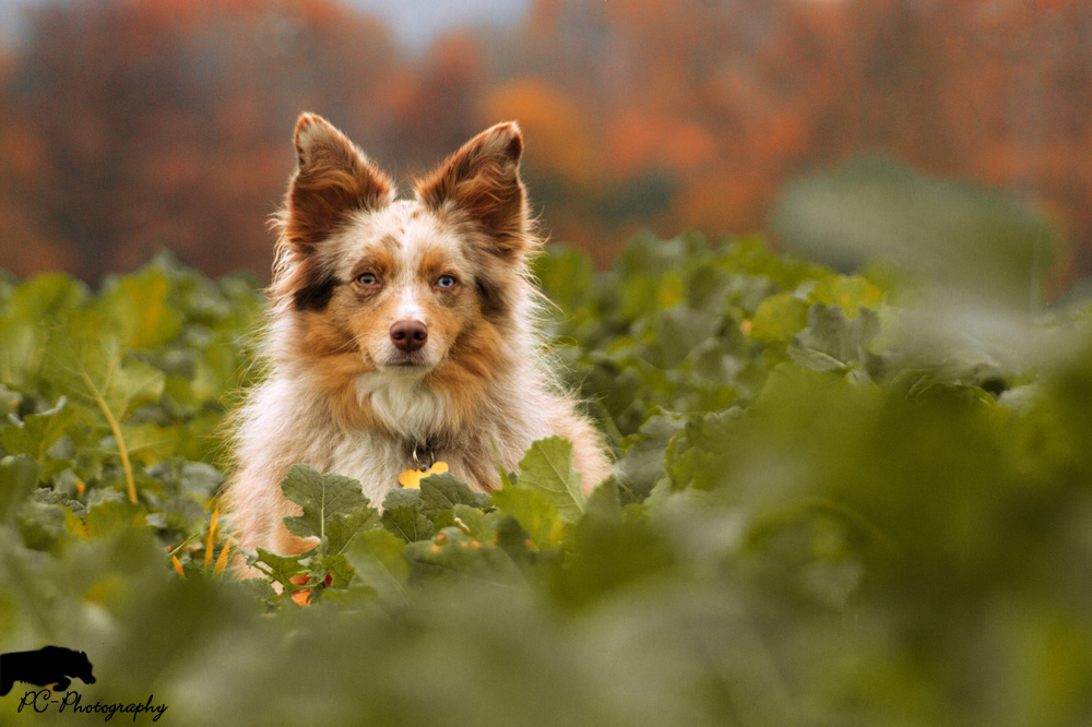 Australian Shepherd im Herbst