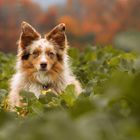 Australian Shepherd im Herbst