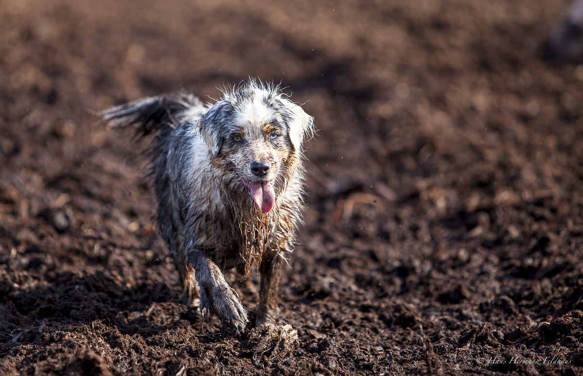 australian Shepherd im Hochmoor