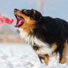 Australian Shepherd im Schnee