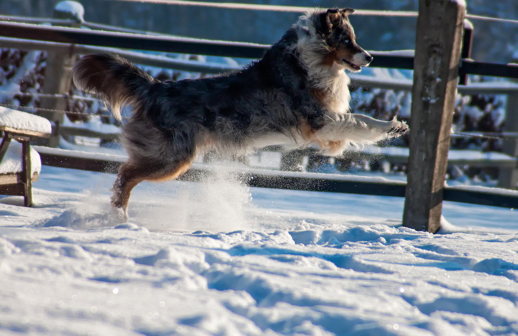 Australian Shepherd im Schnee