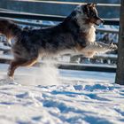 Australian Shepherd im Schnee