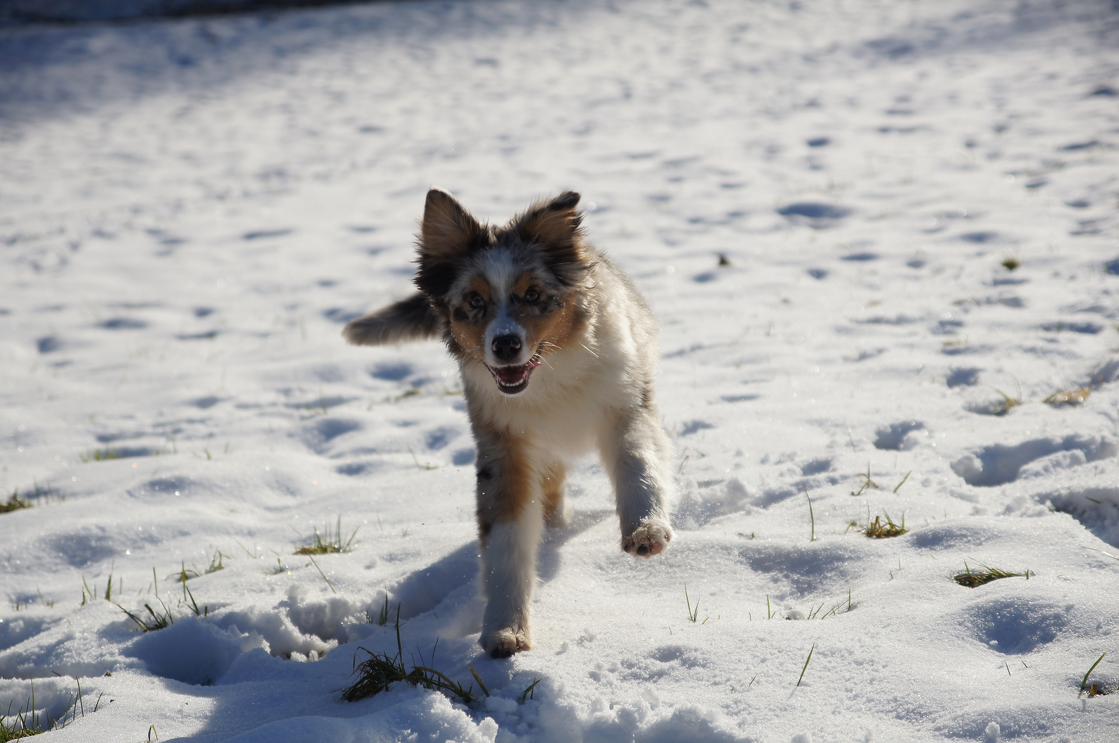 Australian Shepherd im Schnee Eifel Rheinlan Pflaz 07.02.15