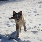 Australian Shepherd im Schnee Eifel Rheinlan Pflaz 07.02.15