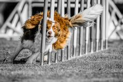 Australian Shepherd im Slalom