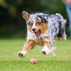 Australian Shepherd im Sprung