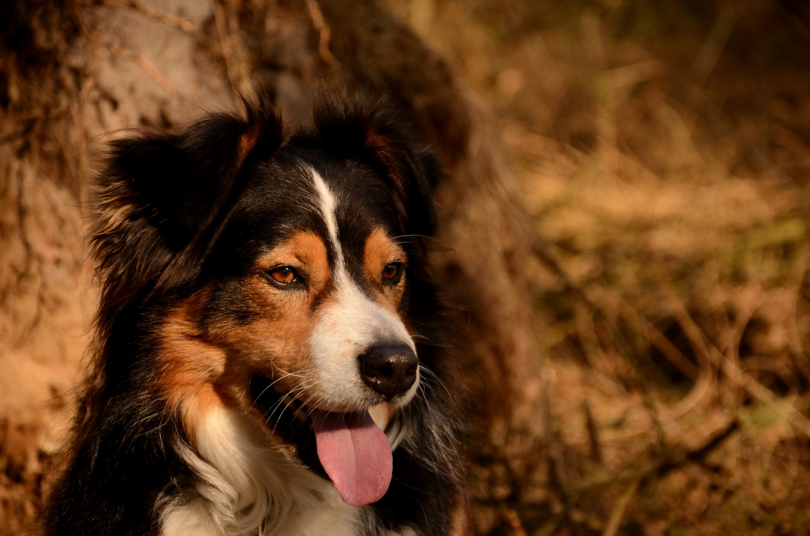 Australian-Shepherd im Wald