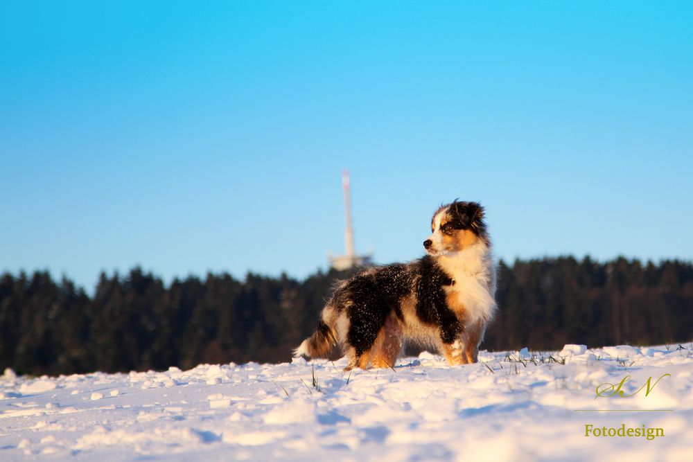 Australian Shepherd in der Eifel