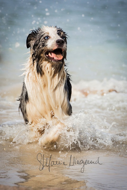 Australian Shepherd | Jeanny