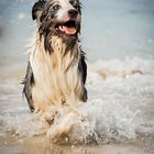 Australian Shepherd | Jeanny