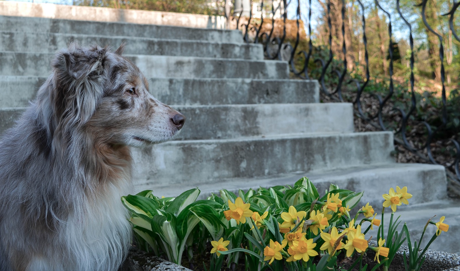 Australian Shepherd Kiba (: 