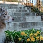 Australian Shepherd Kiba (: 