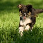 Australian Shepherd "Leni"