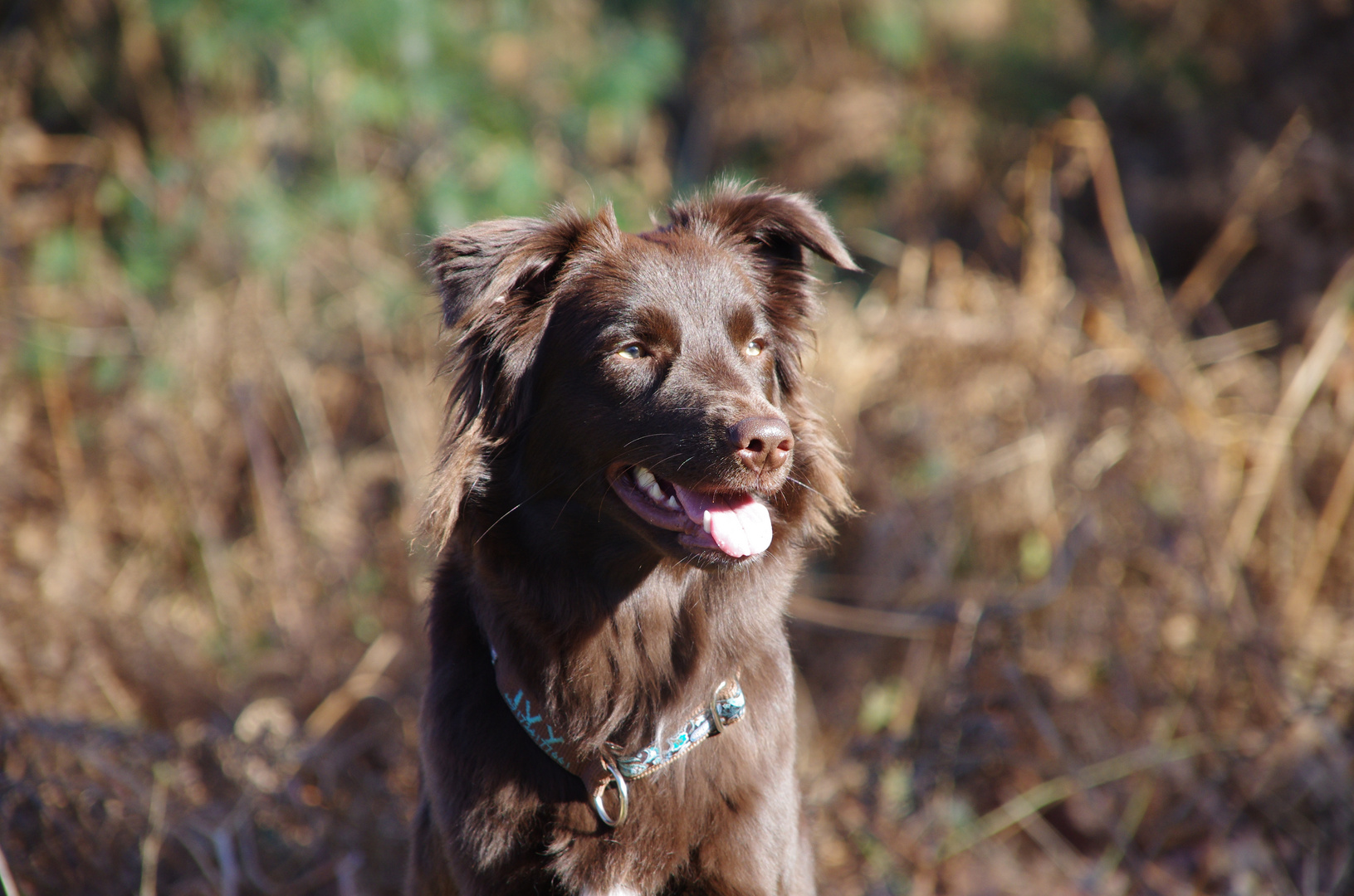 Australian Shepherd LMG Never gona be alone Red Bi