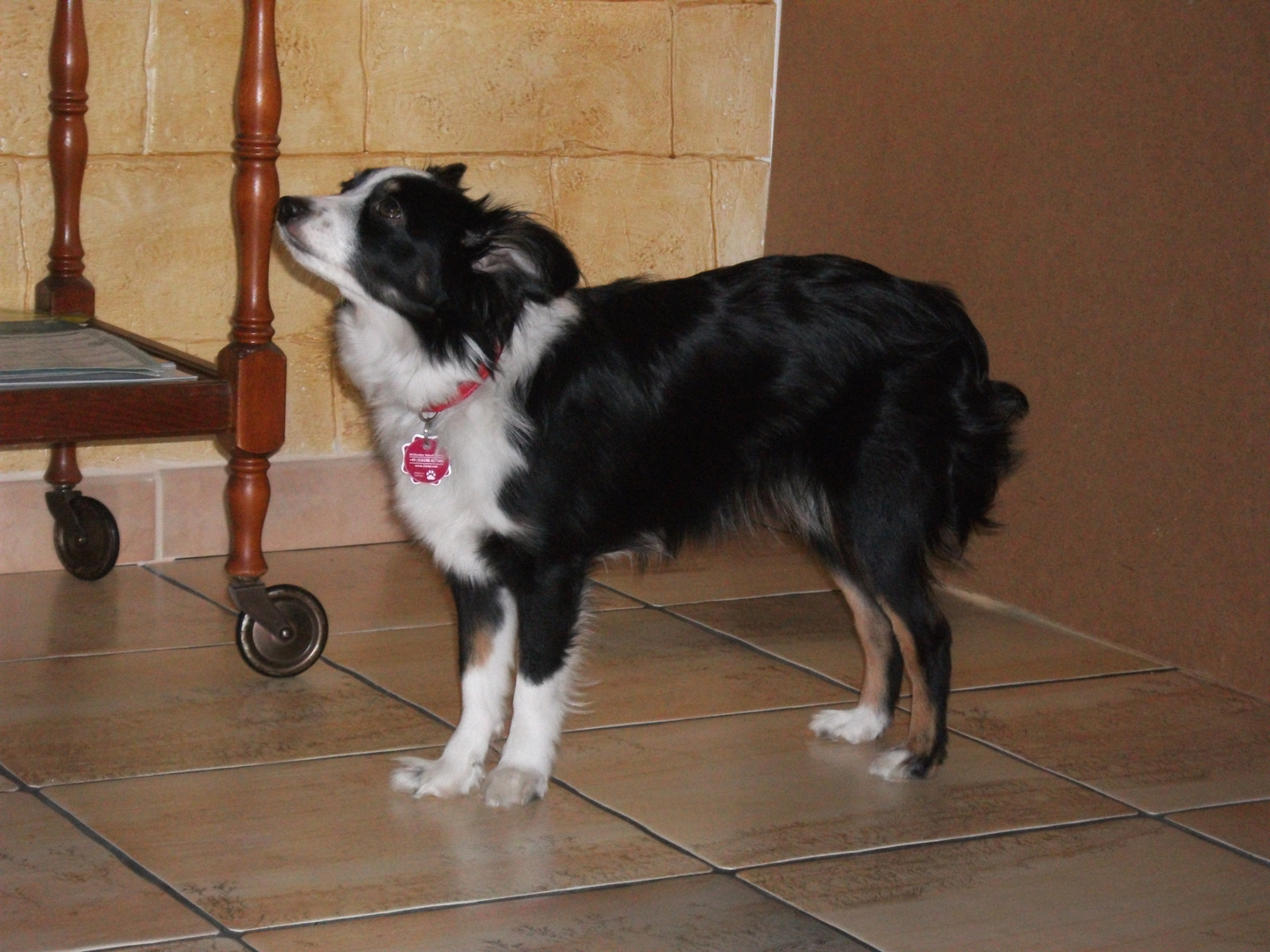 Australian Shepherd Miniature