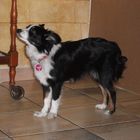 Australian Shepherd Miniature