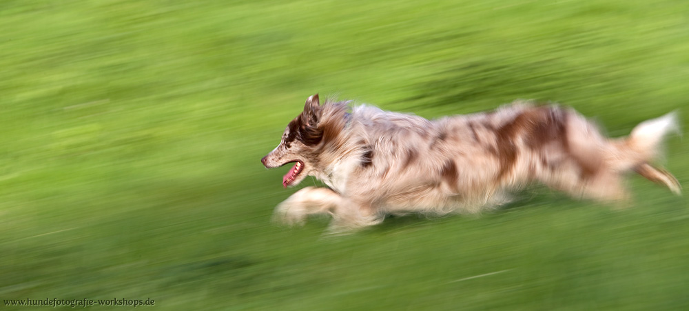 Australian Shepherd Mitzieher