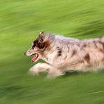 Australian Shepherd Mitzieher