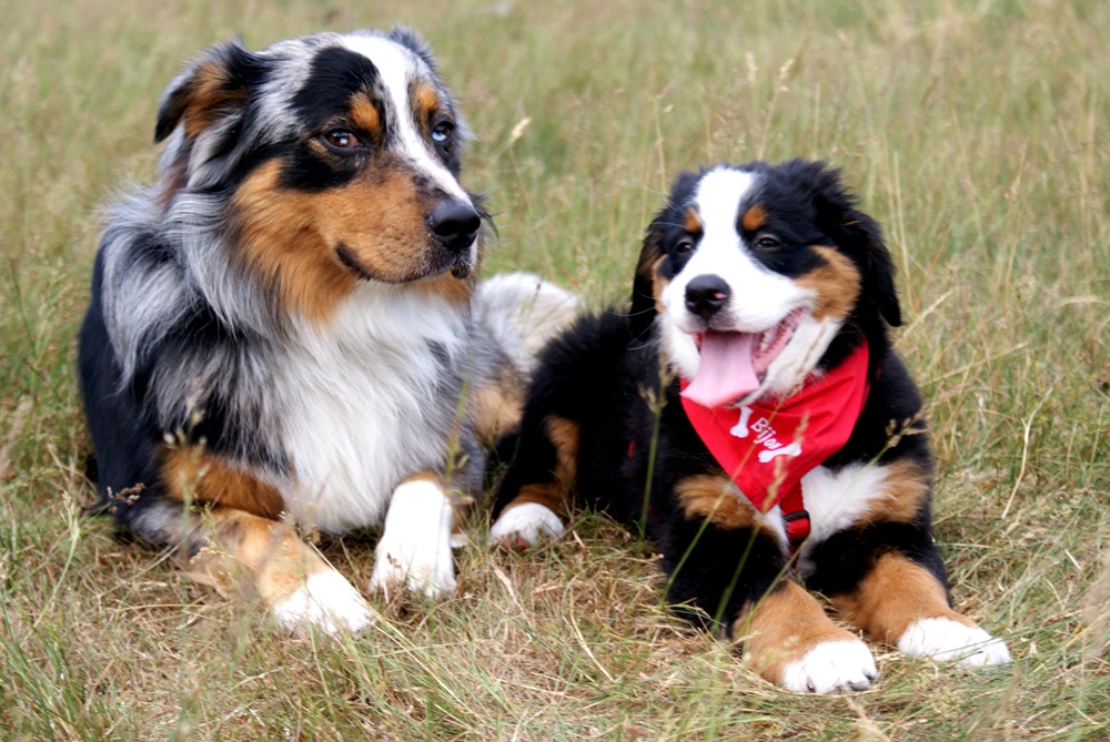 Australian Shepherd Naldo und BernersennHündin Bijou