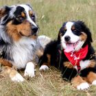 Australian Shepherd Naldo und BernersennHündin Bijou