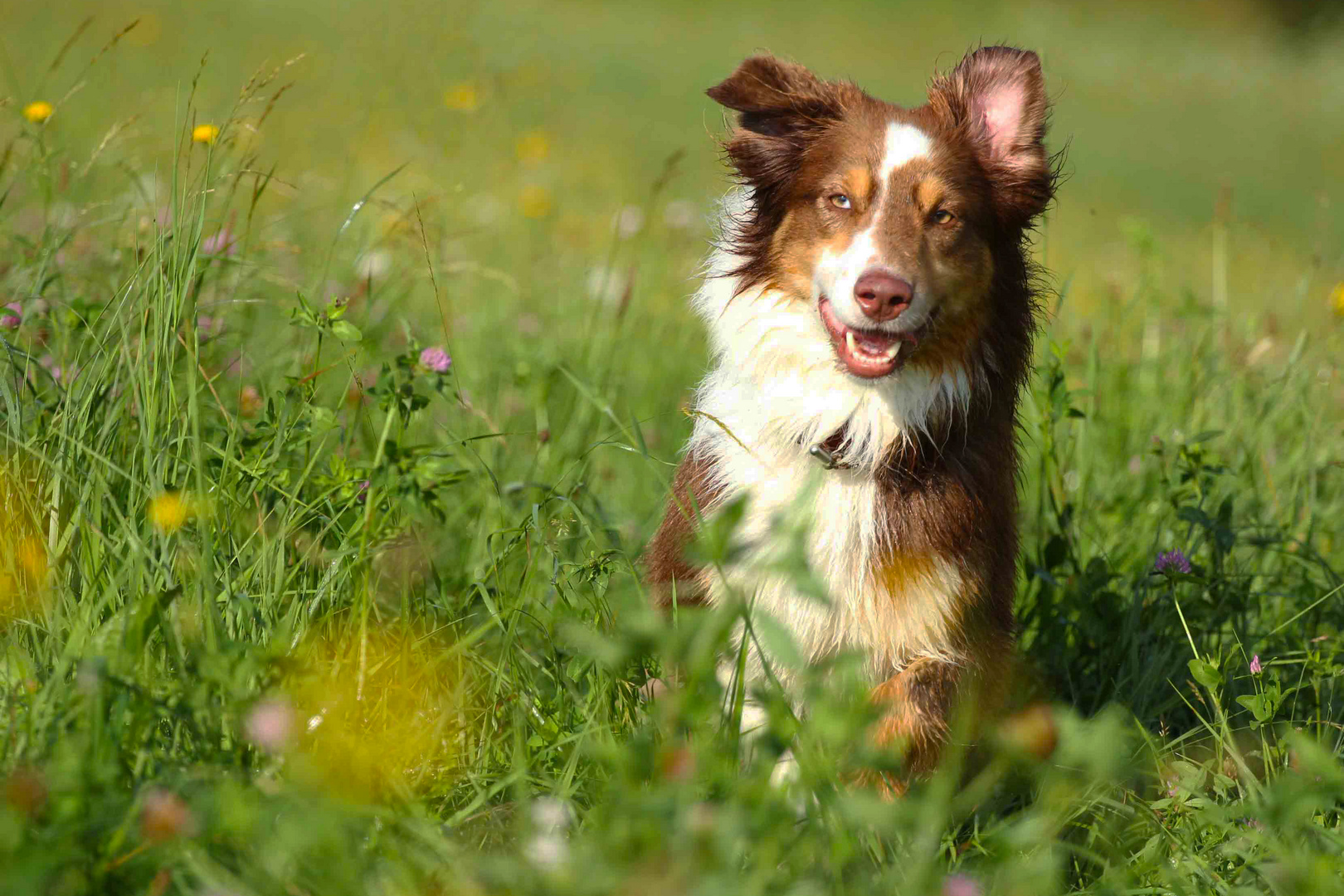 Australian Shepherd Nanouk