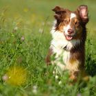 Australian Shepherd Nanouk