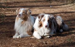 Australian Shepherd Nr. 1