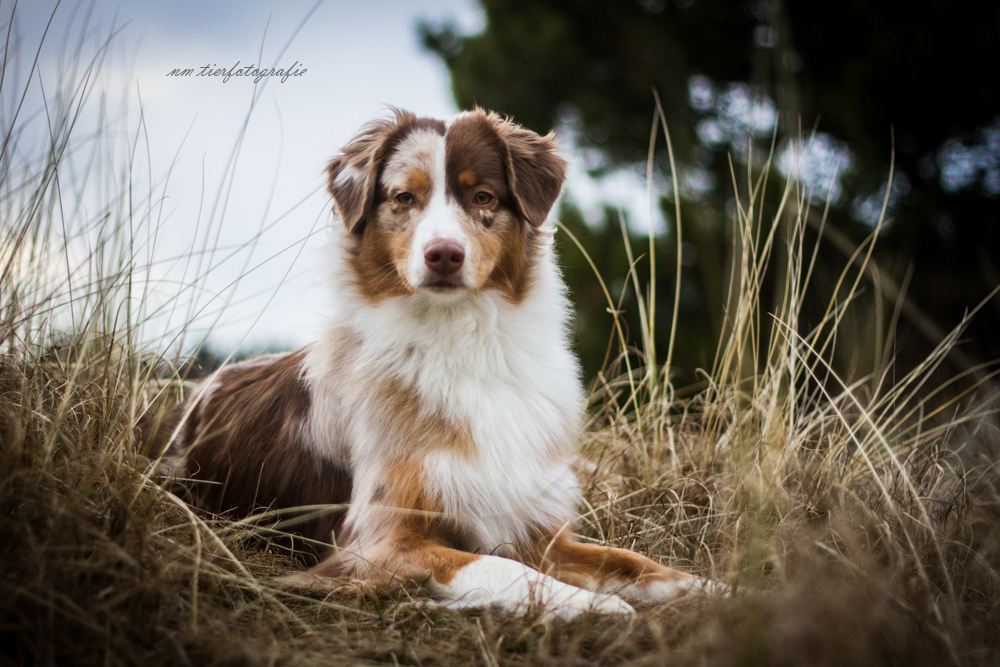 Australian Shepherd - Pippa