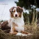 Australian Shepherd - Pippa