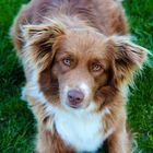 Australian Shepherd Portrait