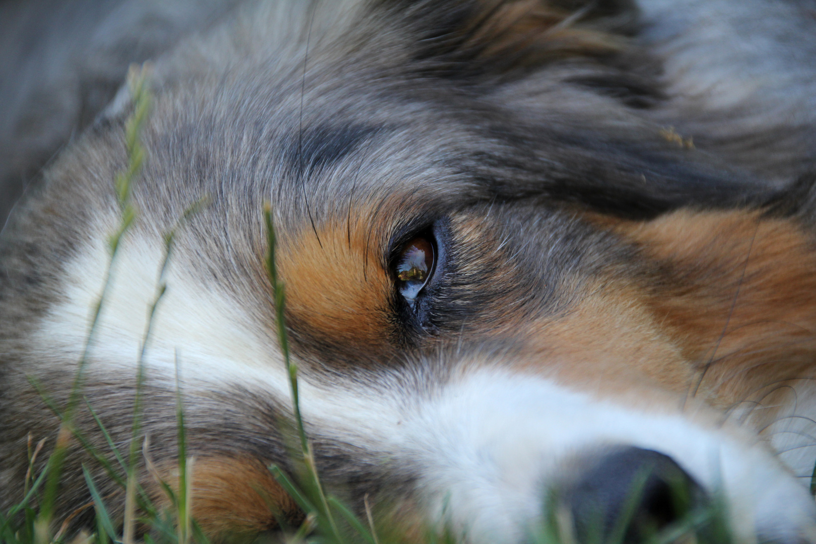 Australian Shepherd Portrait