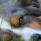 Australian Shepherd Portrait