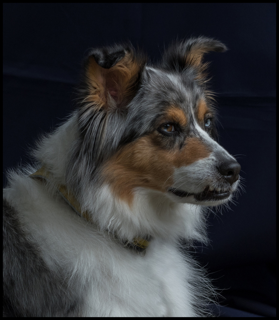 Australian Shepherd Portrait