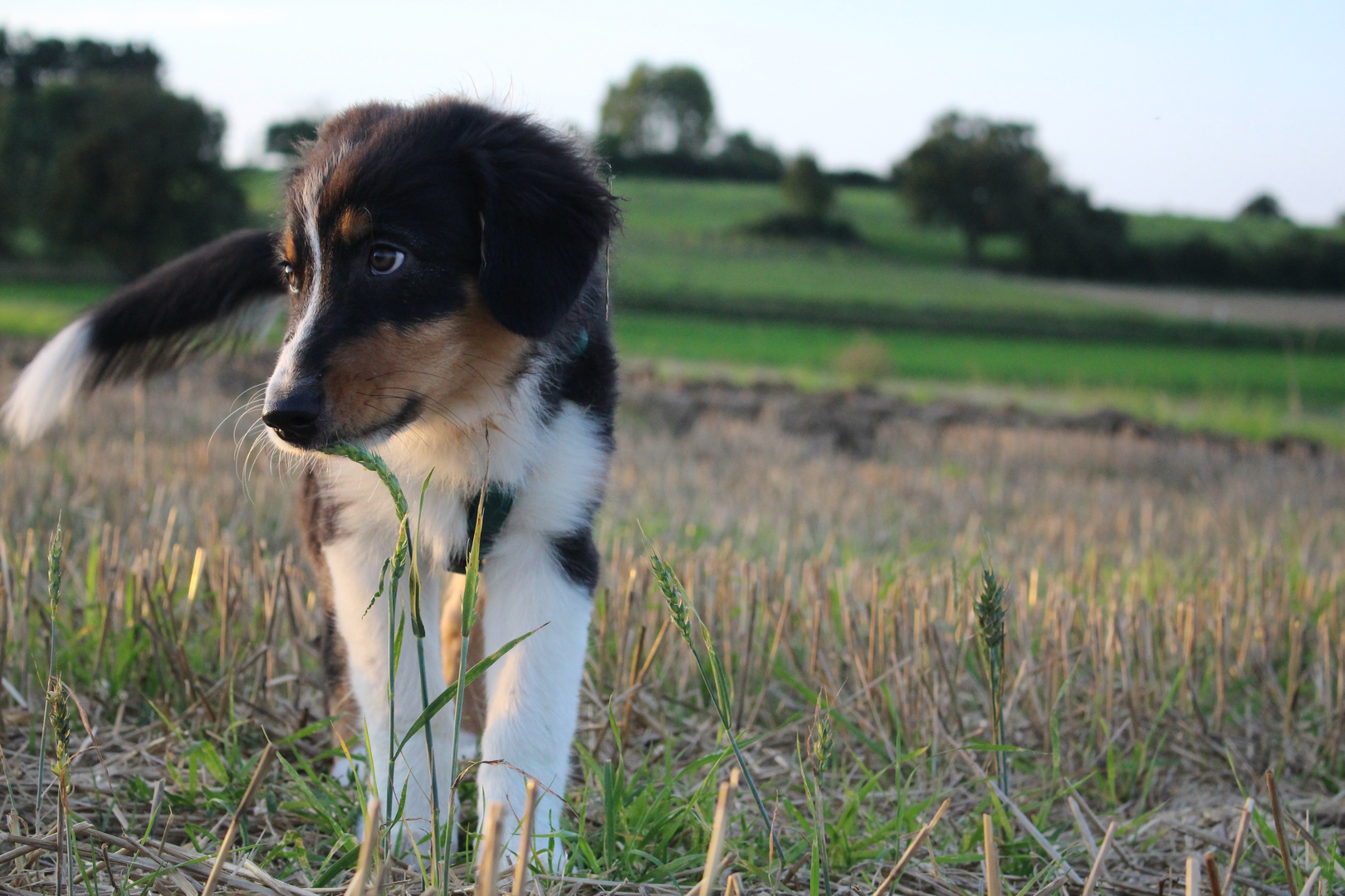 Australian Shepherd Puppy