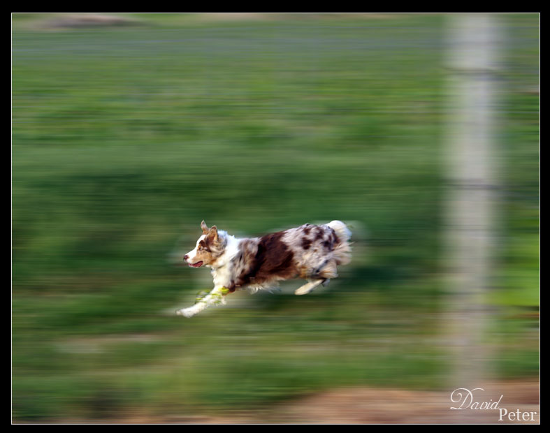 Australian Shepherd Red Merle