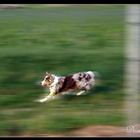 Australian Shepherd Red Merle